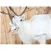 Image 2 : Caribou Full Body Taxidermy Mount