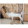 Image 3 : Caribou Full Body Taxidermy Mount