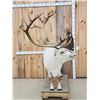 Image 5 : Caribou Full Body Taxidermy Mount