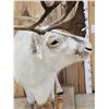 Image 6 : Caribou Full Body Taxidermy Mount