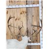 Image 9 : Caribou Full Body Taxidermy Mount