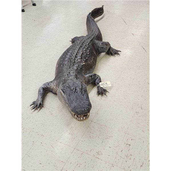 Big 10' American Alligator Full Body Taxidermy Mount