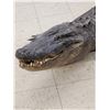 Image 3 : Big 10' American Alligator Full Body Taxidermy Mount