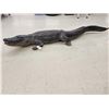 Image 4 : Big 10' American Alligator Full Body Taxidermy Mount