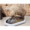 Image 13 : Giant Alaskan Brown Bear Guarding His Cache Of Food
