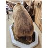 Image 14 : Giant Alaskan Brown Bear Guarding His Cache Of Food