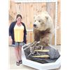 Image 1 : Giant Alaskan Brown Bear Guarding His Cache Of Food