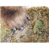 Image 20 : Giant Alaskan Brown Bear Guarding His Cache Of Food