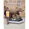 Image 2 : Giant Alaskan Brown Bear Guarding His Cache Of Food