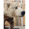 Image 3 : Giant Alaskan Brown Bear Guarding His Cache Of Food