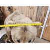 Image 4 : Giant Alaskan Brown Bear Guarding His Cache Of Food