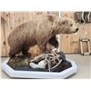 Image 6 : Giant Alaskan Brown Bear Guarding His Cache Of Food