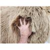 Image 7 : Giant Alaskan Brown Bear Guarding His Cache Of Food