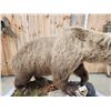 Image 8 : Giant Alaskan Brown Bear Guarding His Cache Of Food