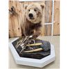 Image 9 : Giant Alaskan Brown Bear Guarding His Cache Of Food