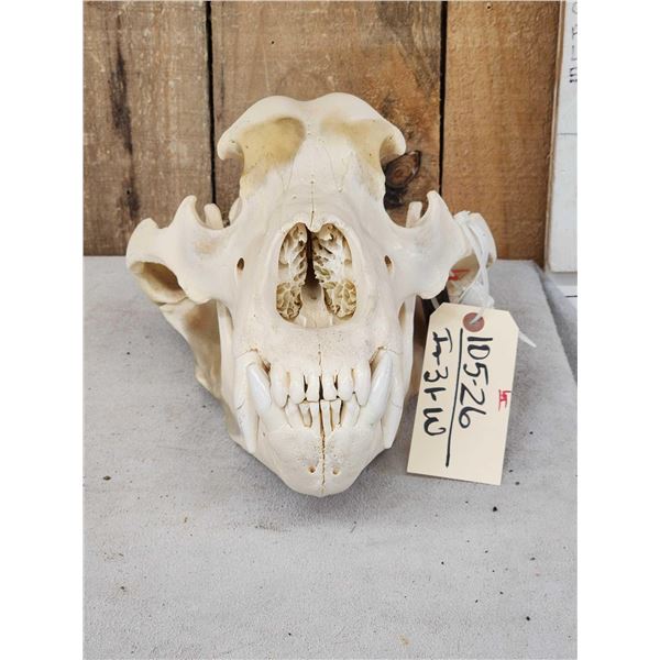 BIG Alaskan Brown Bear Skull Taxidermy