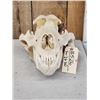 Image 1 : BIG Alaskan Brown Bear Skull Taxidermy