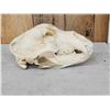 Image 2 : BIG Alaskan Brown Bear Skull Taxidermy