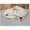 Image 3 : BIG Alaskan Brown Bear Skull Taxidermy