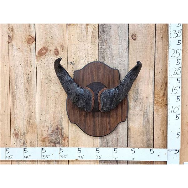 African Dwarf Forrest Buffalo Horns On Plaque