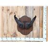 Image 1 : African Dwarf Forrest Buffalo Horns On Plaque