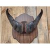 Image 2 : African Dwarf Forrest Buffalo Horns On Plaque