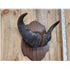 Image 3 : African Dwarf Forrest Buffalo Horns On Plaque