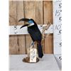 Image 1 : Channel - Billed Toucan Full Body Bird Taxidermy
