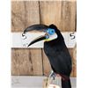 Image 2 : Channel - Billed Toucan Full Body Bird Taxidermy