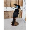 Image 3 : Channel - Billed Toucan Full Body Bird Taxidermy