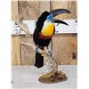 Image 4 : Channel - Billed Toucan Full Body Bird Taxidermy