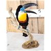 Image 5 : Channel - Billed Toucan Full Body Bird Taxidermy