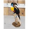 Image 6 : Channel - Billed Toucan Full Body Bird Taxidermy