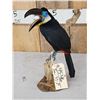 Image 7 : Channel - Billed Toucan Full Body Bird Taxidermy