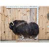Image 1 : Greenland Musk Ox Full Body Taxidermy Mount