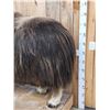 Image 2 : Greenland Musk Ox Full Body Taxidermy Mount