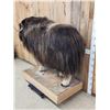 Image 3 : Greenland Musk Ox Full Body Taxidermy Mount