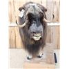 Image 4 : Greenland Musk Ox Full Body Taxidermy Mount