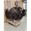 Image 5 : Greenland Musk Ox Full Body Taxidermy Mount