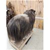 Image 6 : Greenland Musk Ox Full Body Taxidermy Mount