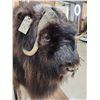 Image 7 : Greenland Musk Ox Full Body Taxidermy Mount
