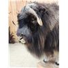 Image 8 : Greenland Musk Ox Full Body Taxidermy Mount