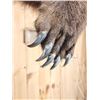 Image 10 : GIANT Russian Brown Bear Full Body Taxidermy Mount