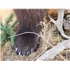 Image 13 : GIANT Russian Brown Bear Full Body Taxidermy Mount