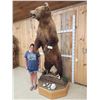 Image 15 : GIANT Russian Brown Bear Full Body Taxidermy Mount