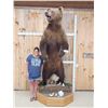 Image 1 : GIANT Russian Brown Bear Full Body Taxidermy Mount