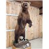 Image 2 : GIANT Russian Brown Bear Full Body Taxidermy Mount
