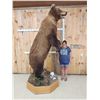 Image 3 : GIANT Russian Brown Bear Full Body Taxidermy Mount