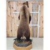 Image 5 : GIANT Russian Brown Bear Full Body Taxidermy Mount