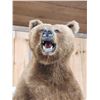 Image 6 : GIANT Russian Brown Bear Full Body Taxidermy Mount